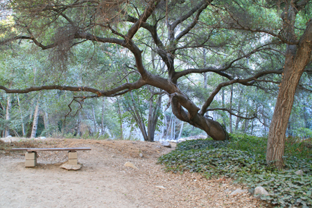 Bench and Tree 06